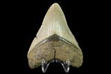 Fossil Megalodon Tooth - North Carolina #147528-2